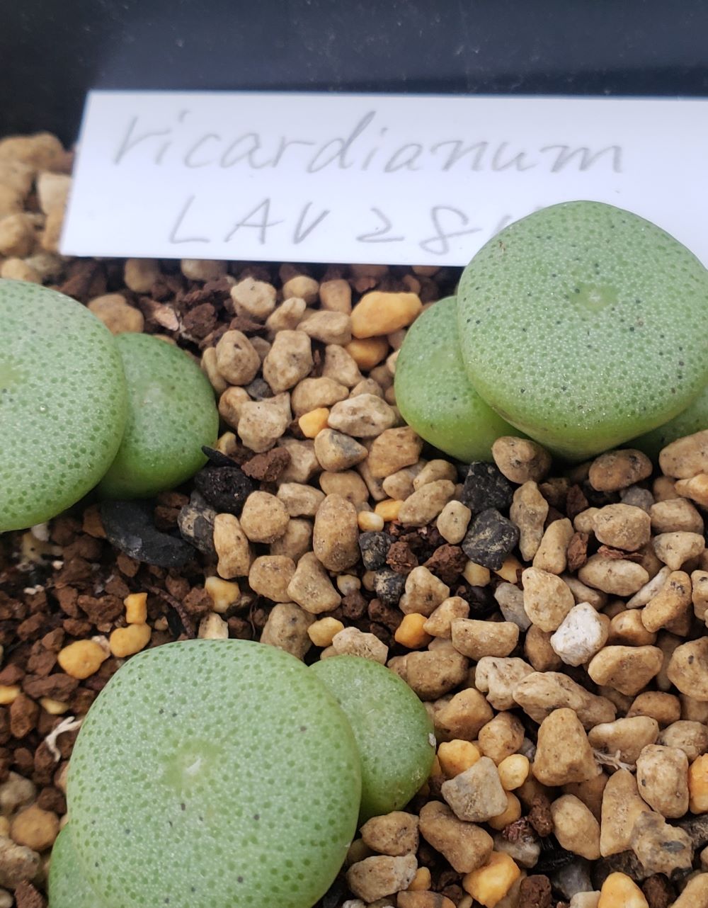  ssp. ricardianum LAV28184【24-11】