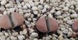 画像2: C269 Lithops divergens v. divergens【23-10】