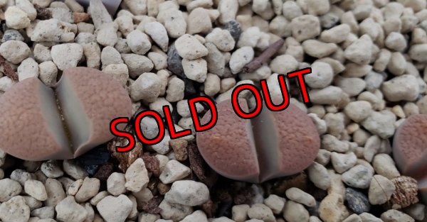 画像2: C269 Lithops divergens v. divergens【23-10】