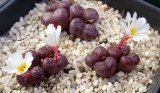 画像: pellucidum ssp. neohalii  ”Makin`s Plum”T1/4H【24-10】