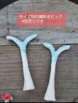 画像1: 2024年/栃尾さんの陶器の潮吹き〜お申込みページ（24-9）