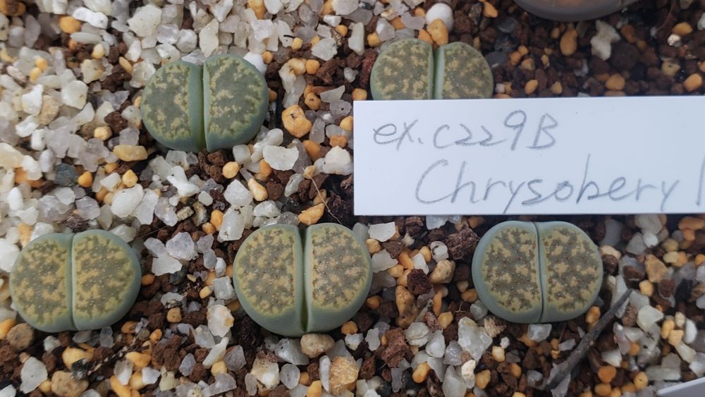 画像1: verruculosa Chrysoberyl ex C229B【24-11】